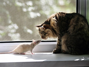brown tabby cat beside white lab mouse